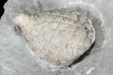 Cystoid Fossil (Holocystites) on Rock - Indiana #85700-2